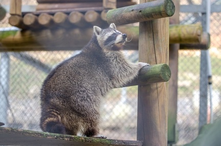 k-HVD beim Doppelmayr-Zoo 2020-02-15 067