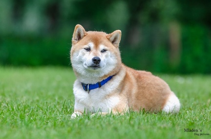 k-HVD Training 2020-05-30 001