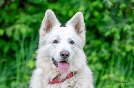 k-HVD Training 2020-05-30 007