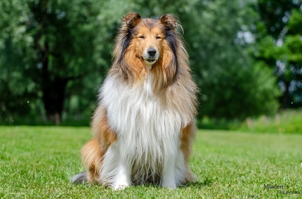 k-HVD Training 2020-05-30 014