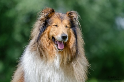 k-HVD Training 2020-05-30 015