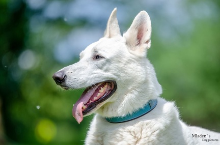 k-HVD Training 2020-05-30 019