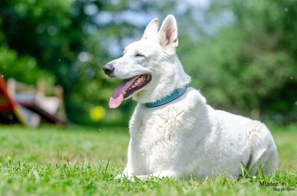 k-HVD Training 2020-05-30 018