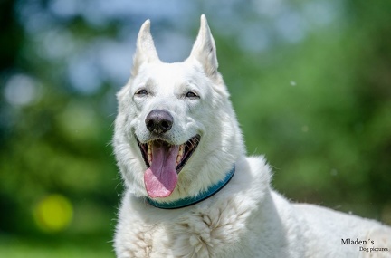 k-HVD Training 2020-05-30 020