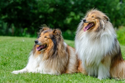 k-HVD Training 2020-05-30 021