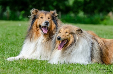 k-HVD Training 2020-05-30 022