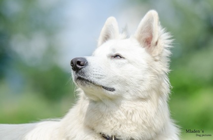 k-HVD Training 2020-05-30 026