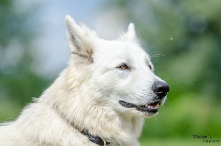 k-HVD Training 2020-05-30 027