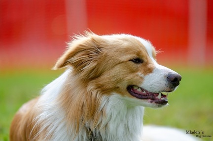 k-HVD Training 2020-05-30 033