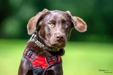 k-HVD Training 2020-05-30 041