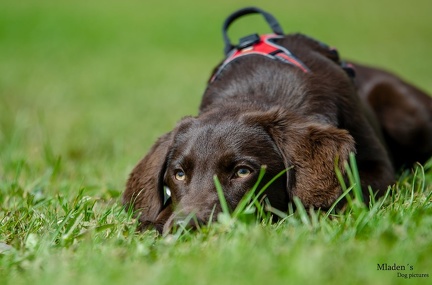 k-HVD Training 2020-05-30 042