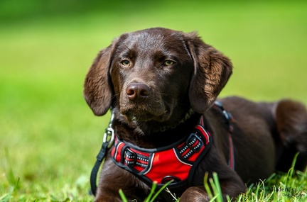 k-HVD Training 2020-05-30 043