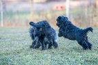 K-HVD Welpen Kurs 05-02-2022 067
