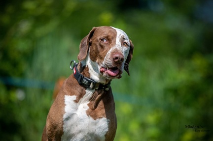 K-2.VHV Cuppruefung 03-06-2023 53