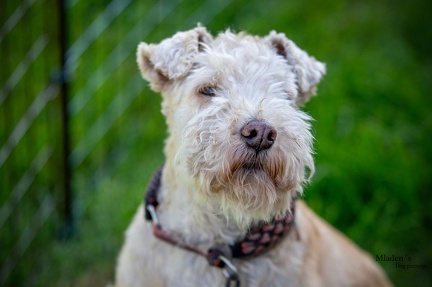 K-2023-10-07 RO Siegerprüfung 047