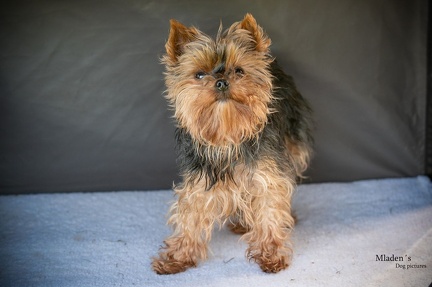 K-2023-10-07 RO Siegerprüfung 048