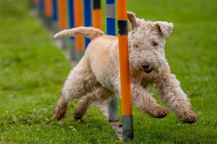 K-2023-10-15 AGY Zopfturnier 201