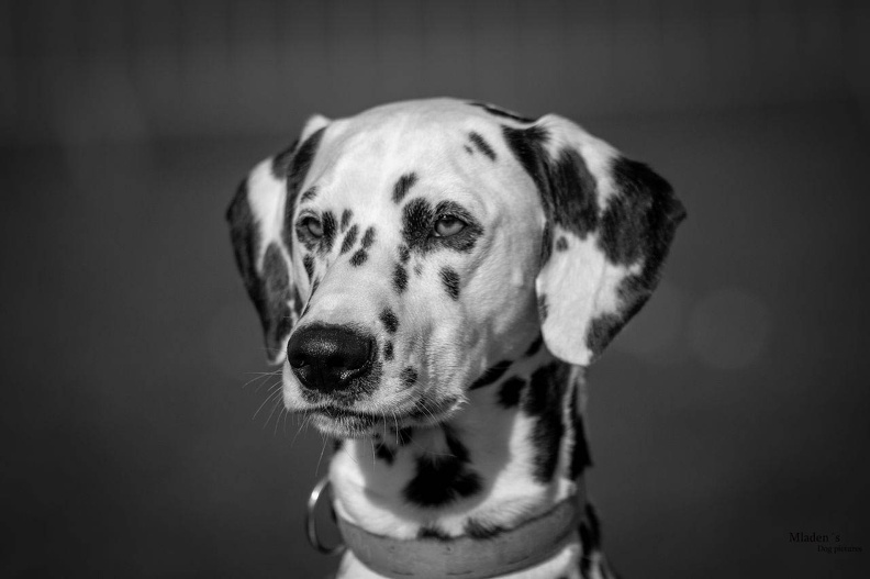 k-HVD Training_2024-03-02-67.jpg