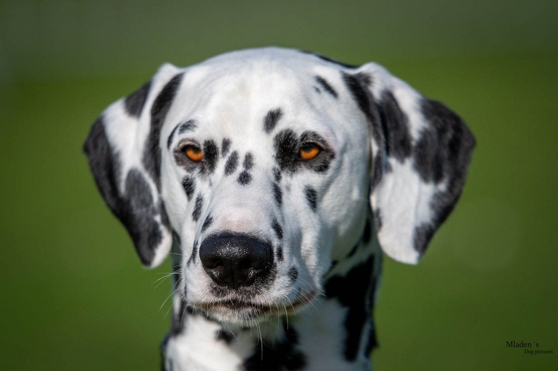 k-HVD Training_2024-03-02-68.jpg