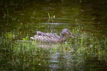 k-RO-Seminar Patsch 31-05-2024 17