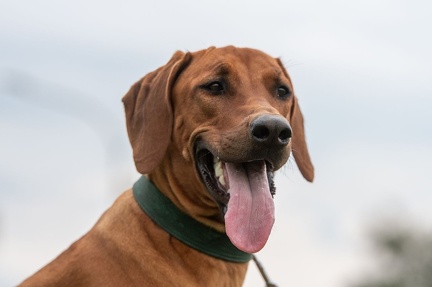 k-HVD Kurs 06-07-2024 051