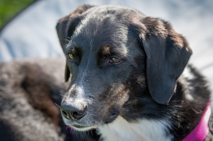 k-RO Kundel 12-10-2024 21