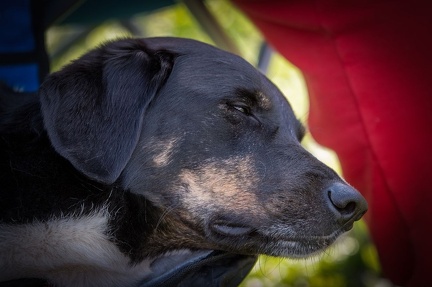 k-RO Kundel 12-10-2024 43