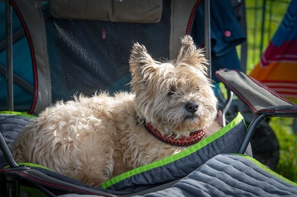 k-RO Kundel 12-10-2024 60