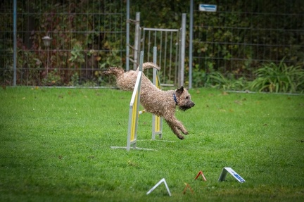 k-RO Kundel 13-10-2024 031