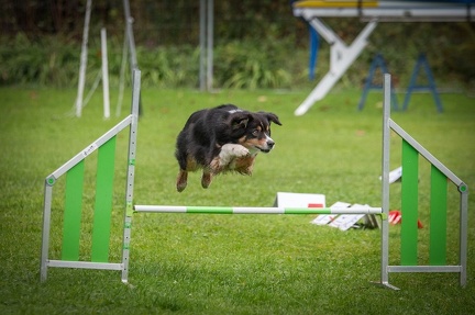 k-RO Kundel 13-10-2024 040