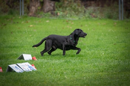 k-RO Kundel 13-10-2024 057