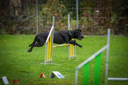 k-RO Kundel 13-10-2024 058