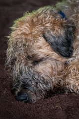 k-RO Kundel 13-10-2024 012