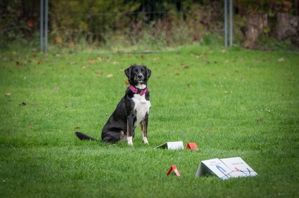 k-RO Kundel 13-10-2024 013