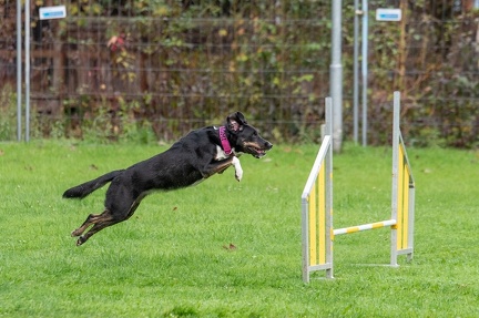 k-RO Kundel 13-10-2024 014