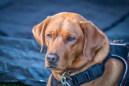 k-RO LM T&amp;V 20-10-2024 029