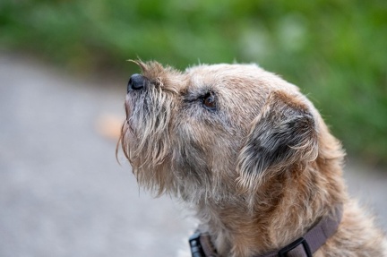 k-Krimi Wanderung 10-11-2024 32