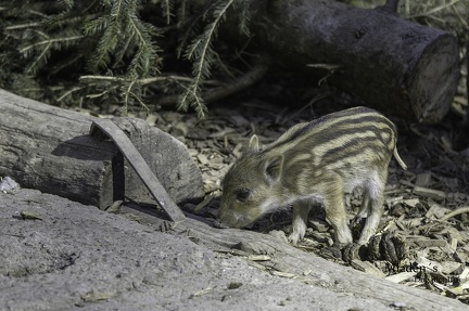 k-2025-03-23 Welpen im Wildpark 10