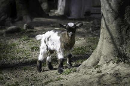 k-2025-03-23 Welpen im Wildpark 15