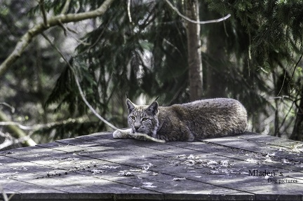 k-2025-03-23 Welpen im Wildpark 27