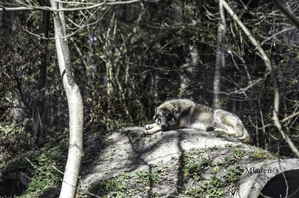 k-2025-03-23 Welpen im Wildpark 28