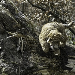 2025-03-23 Welpen im Wildpark