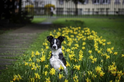 2025-03-30 Welpenabschluß 