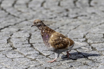 2025-03-30 Welpenabschluß -55