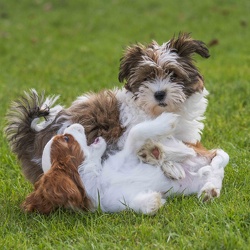 2025-08-23 HVD Welpenkurs