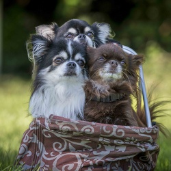 2025-08-31 Bilder Fotoshooting RO Turnier