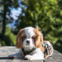 2025-09-28 HVD Kurs im Wildpark