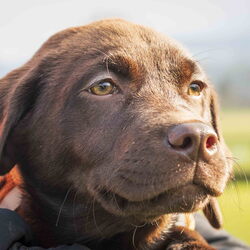 2025-11-22 Welpenkurs